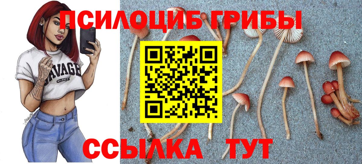 Псилоцибиновые грибы Cubensis Новошахтинск